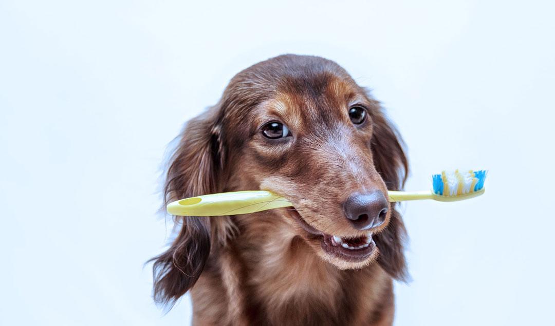 dog-dental